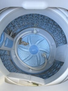 TOSHIBA(東芝)5.0キロ 全自動洗濯機 AW-5G8 2020年製