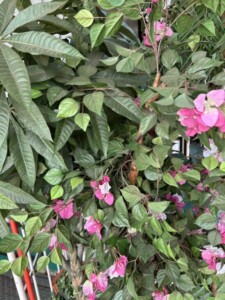 フェイクグリーン アップ