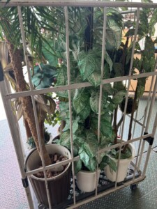 フェイクグリーン 下方